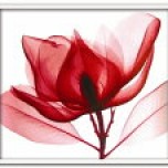 X-RAY | 《X-Ray（X線） アートフレーム》Red Magnolia（レッド マグノリア） Steven N.Meyers(スティーブン・マイヤーズ)/絵画や壁掛けなど10,000点、日本最大級の絵画作品数。絵画といえば、あゆわら【楽ギフ_包装】【楽ギフ_のし宛書】【楽ギフ_メッセ入力】【送料無料】